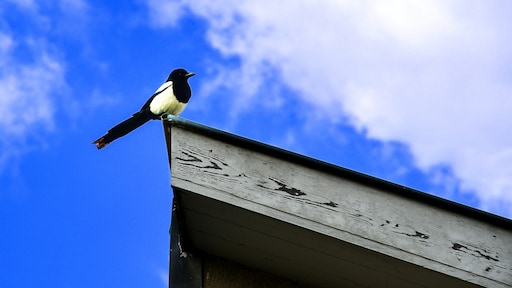 'Goed dat we nog niet op vakantie zijn, anders hadden we bij thuiskomst gebraden ekster gehad'