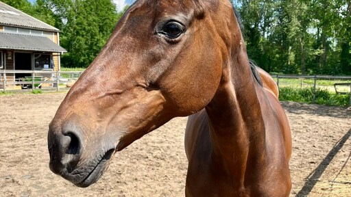 Paard Rosie in kritieke toestand na 'achtervolging scooters'