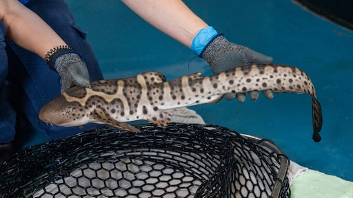Luipaardhaai plant zich voort zonder mannetje: 'Heel bijzonder'