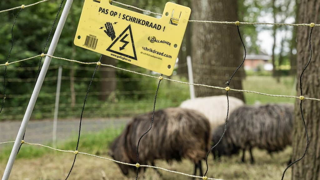Geschil over afschieten wolf na het doden van schapen: 'Ene dier niet meer waard dan andere'