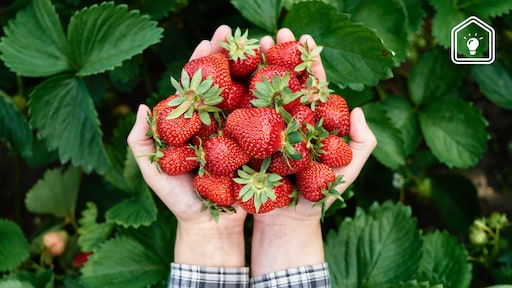 Aardbeien drive-ins: 3 zoete stops waarbij je vanuit de auto aardbeilekkernijen oppikt