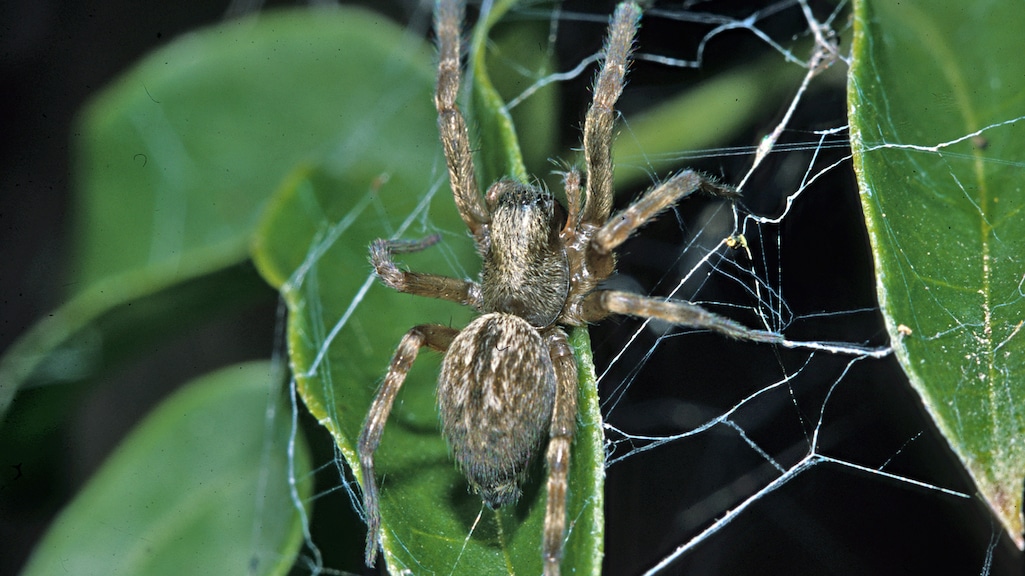 Deze Australische exoot met acht poten ga je waarschijnlijk vaker zien