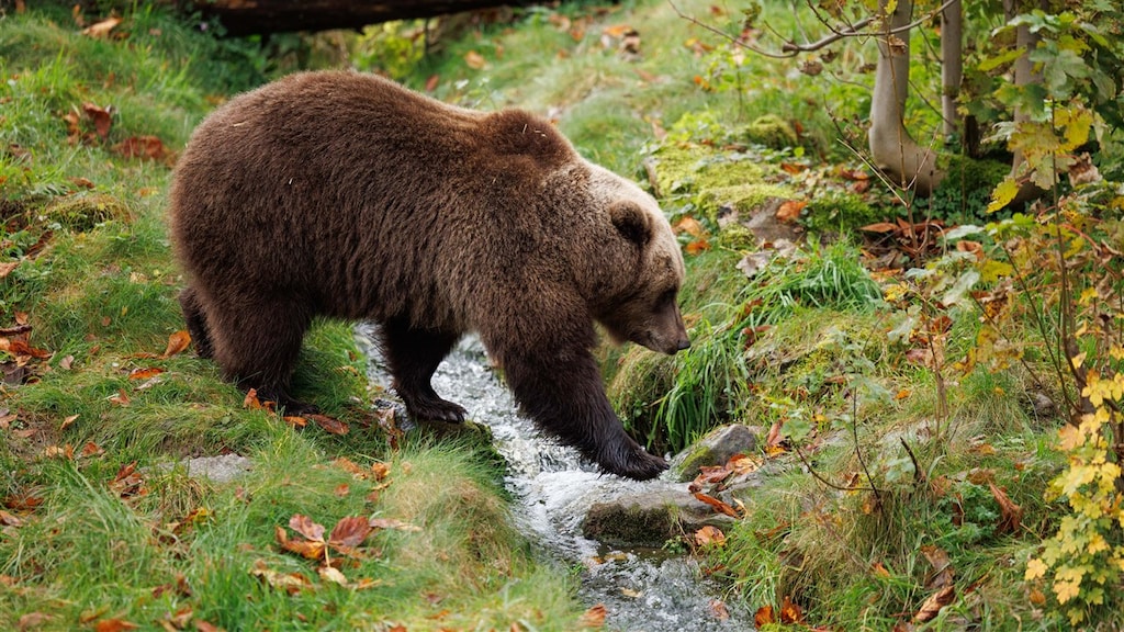 Sweden shoots nearly 500 brown bears during annual hunt | RTL News Sweden shoots nearly 500 brown bears during annual hunt | RTL News