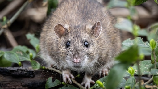 Ratten hier, ratten daar, 'maar noem het niet te snel een plaag'