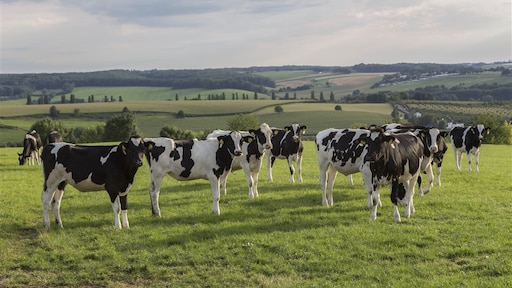 Wandelaar (67) in Limburg gedood door kudde koeien