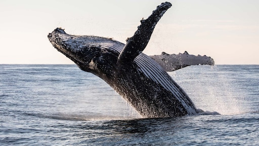 Bescherming van walvis gaat steeds beter: 'Commissie niet meer nodig'