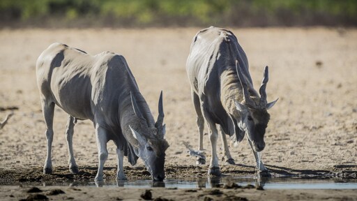 723 wilde dieren geslacht om bevolking Namibië te voeden
