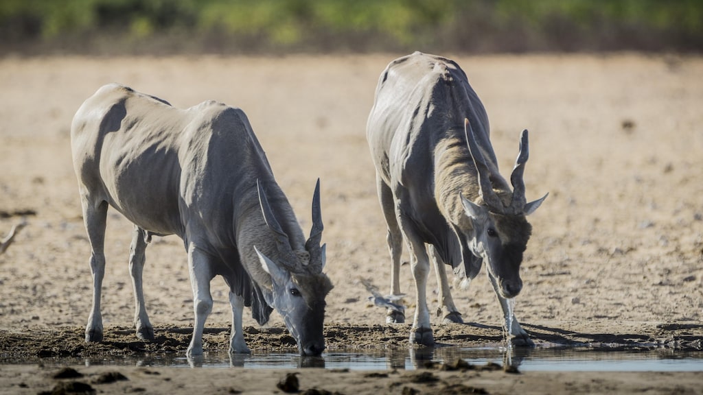 723 wilde dieren geslacht om bevolking Namibië te voeden