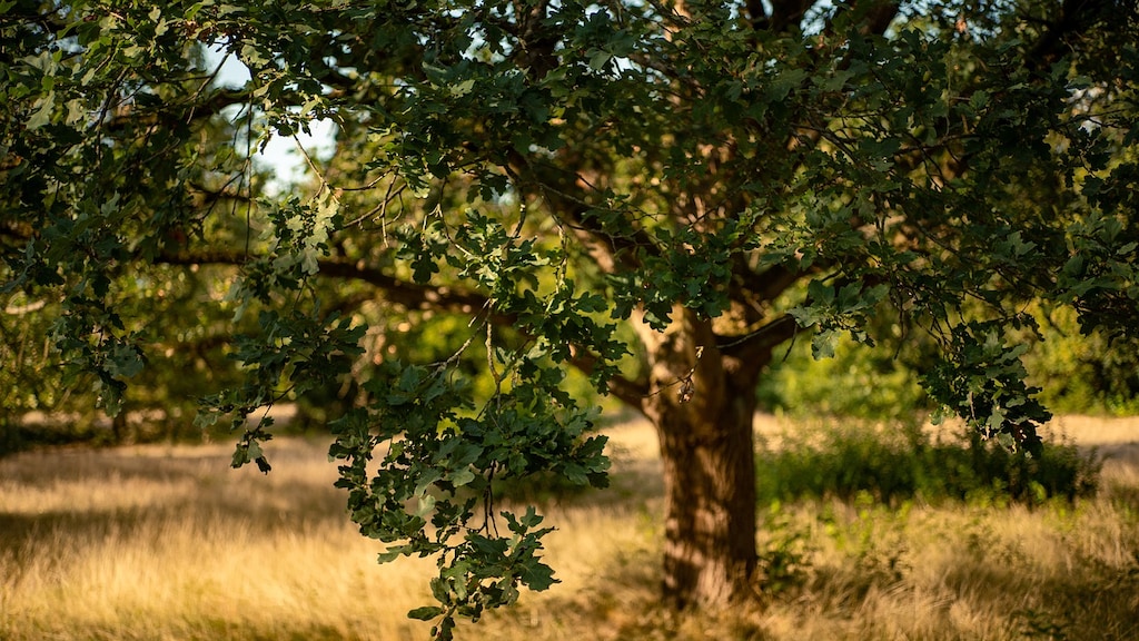 Eikenboom