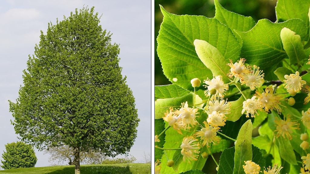 Lindeboom