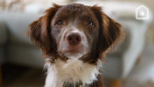 Zoveel kost een hond gemiddeld per maand