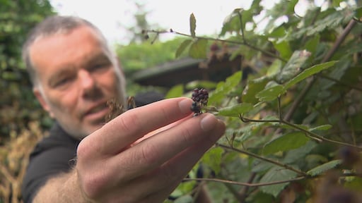 Wat is nou dat stikstofprobleem? Gevolgen steeds meer te zien, ook in je tuin