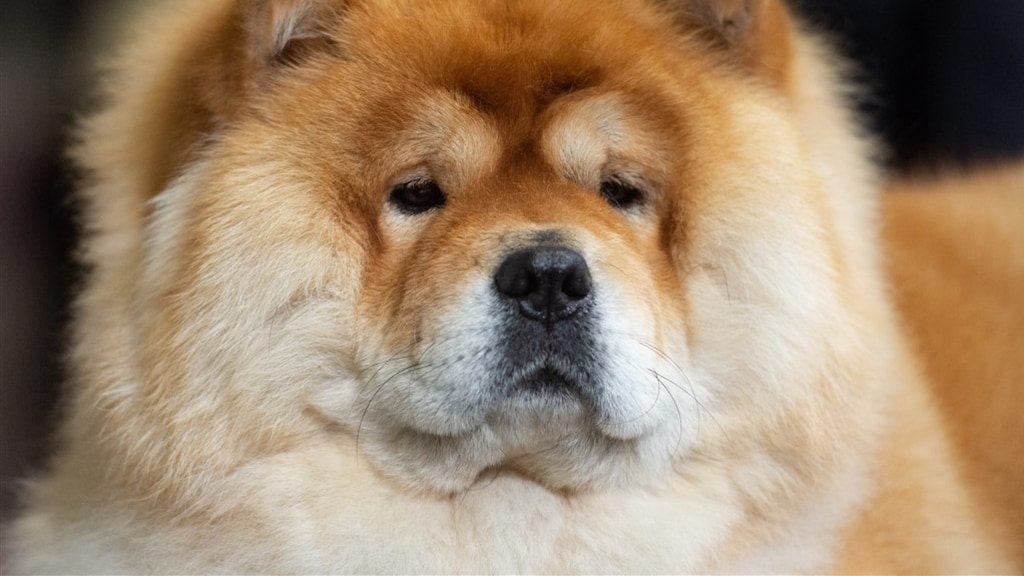 Archieffoto, van een chowchow.