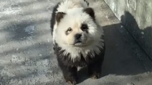 Chinese dierentuin geeft toe: panda's zijn geverfde honden