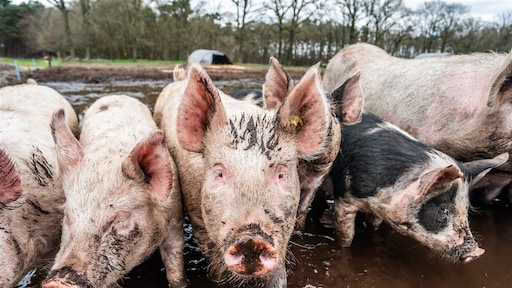 Minister Wiersma schrapt voorgenomen verbod op stroomstootapparatuur voor vee