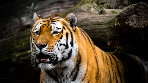 WNF brengt Siberische tijgers naar Kazachstan: komt de wilde tijger terug?