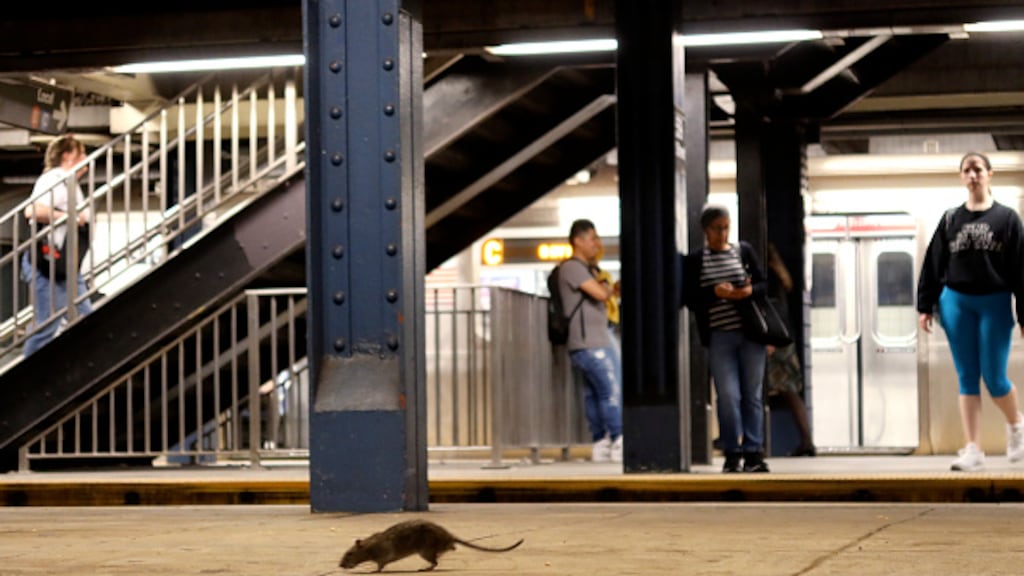 New York geeft groen licht voor start anticonceptie voor ratten