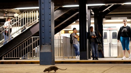 New York geeft groen licht voor start anticonceptie voor ratten