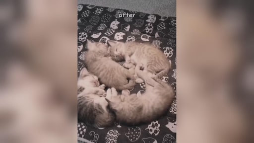 Eerst mishandelen, daarna verzorgen: schattige dierenvideo's in scène gezet