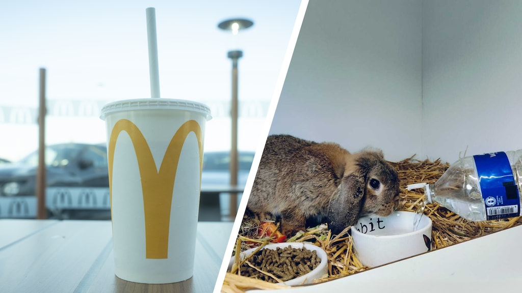 Bar-le-duc voor konijnen, geen frisdrank bij McDonald's: de gevolgen van de poepbacterie in Apeldoorn