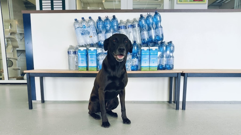 Hond Billy met de overgebleven voorraad.