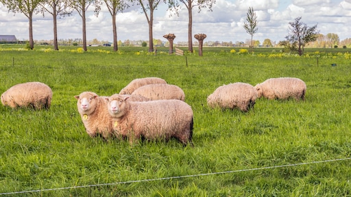 5 en 6 maanden cel voor Roemeens echtpaar dat schapen slachtte in weilanden