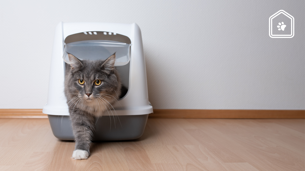 5 slimme manieren om de kattenbak weg te werken