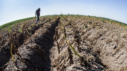 Voedselproductie wereldwijd in gevaar door waterschaarste: 'Nieuwe koers nodig'
