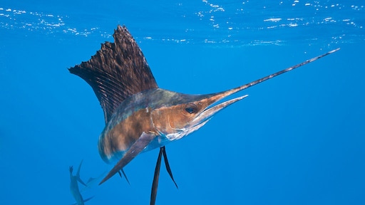 Italiaanse surfster gespietst door zwaardvis: 'Veel te jong gestorven'