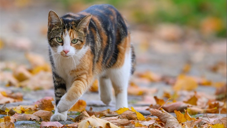 Chippen van huiskatten wordt vanaf 2026 verplicht
