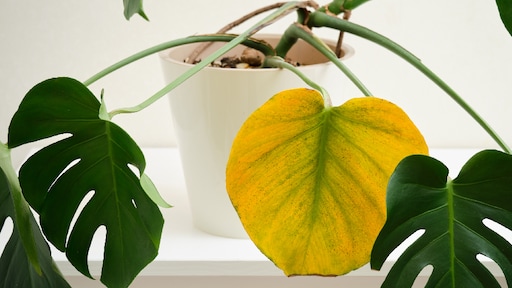 Dit betekent het als de bladeren van je kamerplant geel kleuren