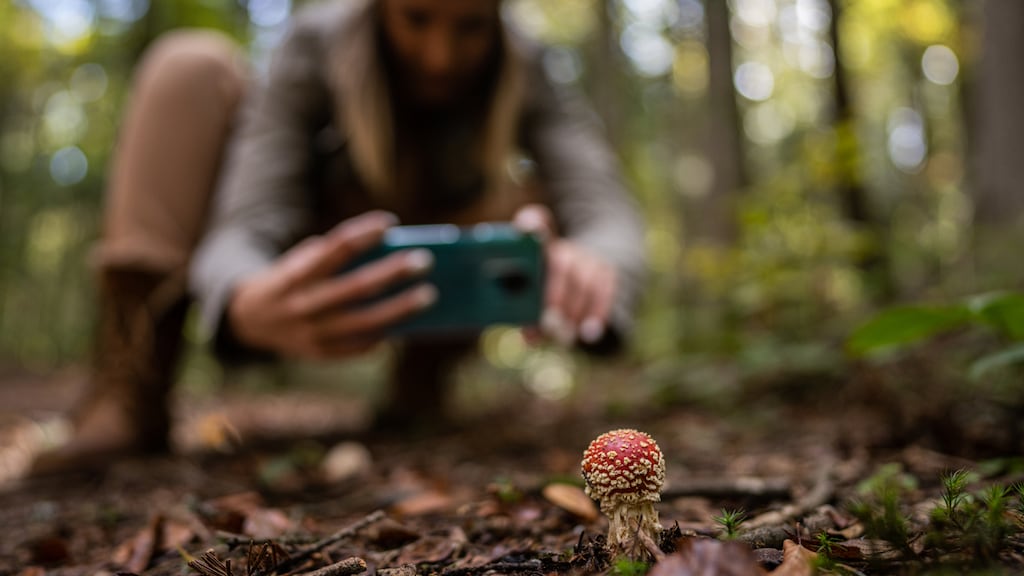 'Zodra ik een paddenstoel zie, word ik helemaal gek'