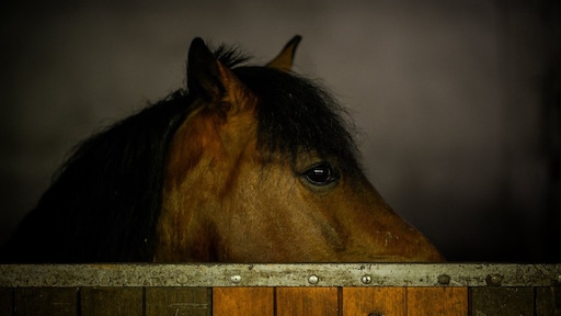 Man misbruikte pony acht keer in wei Amstelveen: 'Kijken of ik nog seks kon hebben'