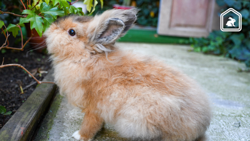Dit heeft een dwergkonijn nodig voor een goed leven volgens Dierenarts Piet
