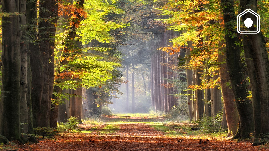 5 prachtige natuurgebieden voor een herfstwandeling in Nederland