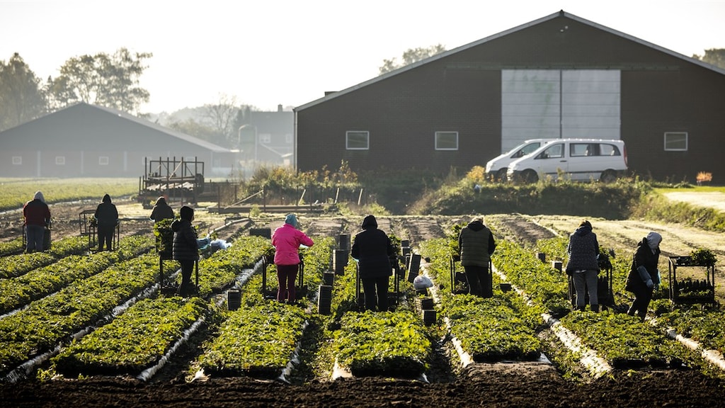Arbeidsmigranten in Nederland maken moeilijk carrière: 'Lichamelijk en emotioneel zwaar werk'