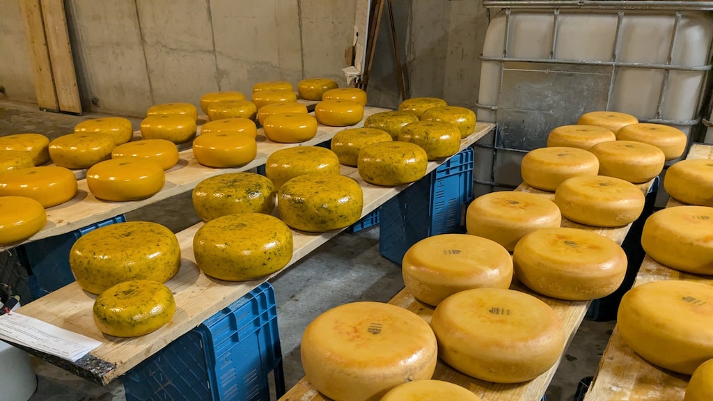 In de kelder van de drijvende boerderij rijpen de kazen.