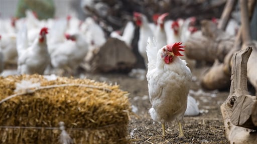 Per direct landelijke ophokplicht pluimvee na uitbraak vogelgriep