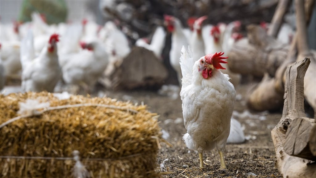 Vogelgriep na jaar weer terug, biokippenbedrijf Putten geruimd