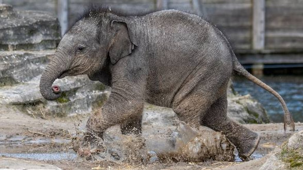 Jong olifantje plots overleden in dierenpark Wildlands Emmen: 'Groot verdriet'