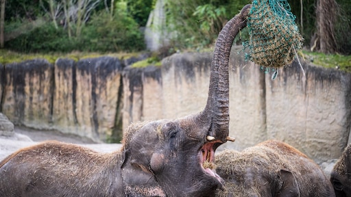 Opnieuw olifant overleden in dierenpark Emmen, tweede in vijf dagen