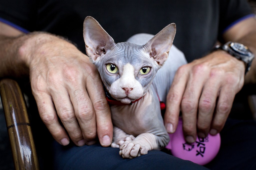 Kabinet verbiedt houden van naaktkatten en katten met schuine oren 