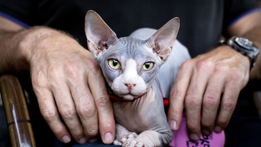 Kabinet verbiedt houden van naaktkatten en katten met schuine oren