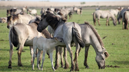 28 konikpaarden Lauwersmeer worden geslacht