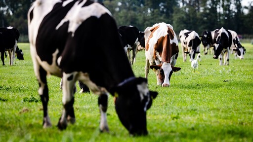 Wiersma wil drie jaar uitstel voor optreden tegen PAS-melders