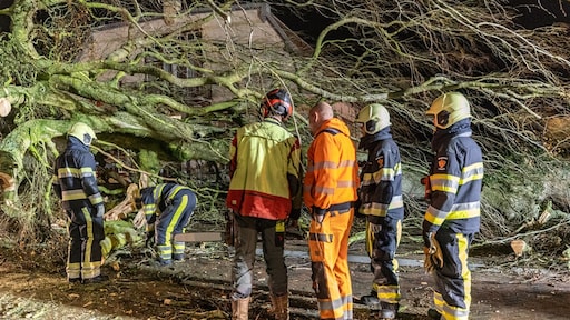 Veel bomen omgewaaid door storm Conall, fietser (19) overleden in Gelderland