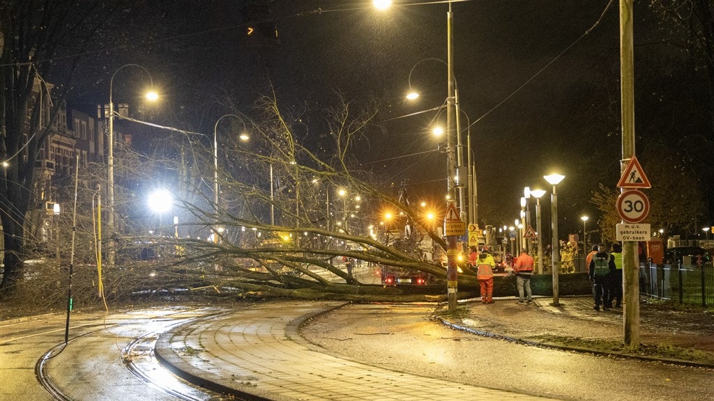 Een boom op een trambaan in de Linnaeusstraat in Amsterdam.