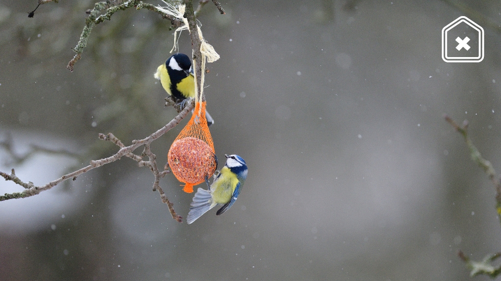 Waarom je geen vetbolnetjes voor vogels moet ophangen