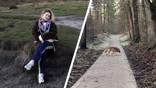 Willemijn (21) stond tijdens hardlopen opeens oog in oog met wolf: 'Echt bizar'