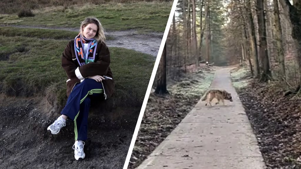Willemijn (21) stond tijdens hardlopen opeens oog in oog met wolf: 'Echt bizar'